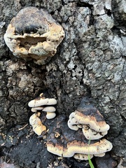 Ganoderma polychromum