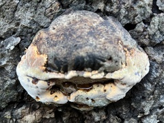 Ganoderma polychromum