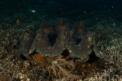 Tridacna gigas