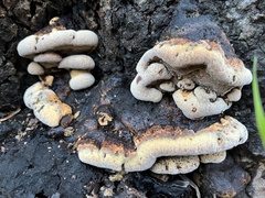 Ganoderma polychromum
