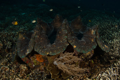 Tridacna gigas
