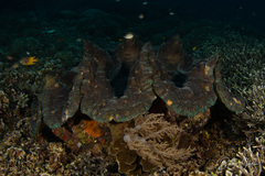 Tridacna gigas