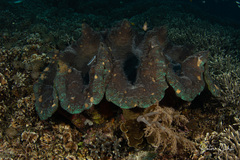 Tridacna gigas