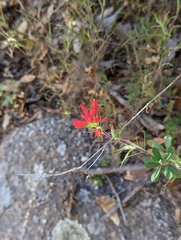 Castilleja bryantii