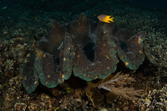 Tridacna gigas