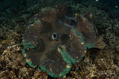 Tridacna gigas