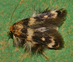 Zatrichodes horrifica