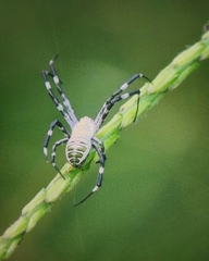 Argiope chloreides