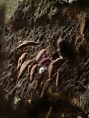 Stemonitopsis typhina