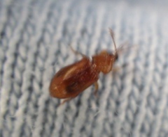 Oxycoryninae
