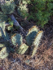 Opuntia lagunae