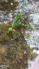 Encyclia