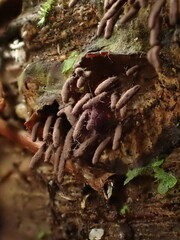 Stemonitopsis typhina