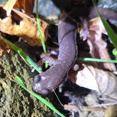 Plethodon