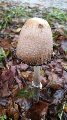 Coprinus comatus