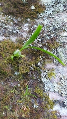 Encyclia