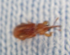 Oxycoryninae