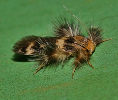 Zatrichodes horrifica