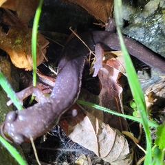 Plethodon