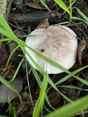 Lepiota decorata