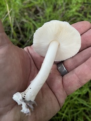 Lepiota decorata