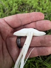 Lepiota decorata