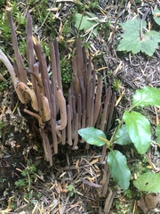 Alloclavaria