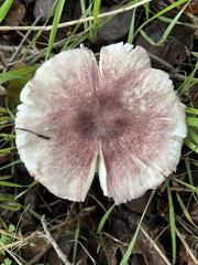 Lepiota decorata
