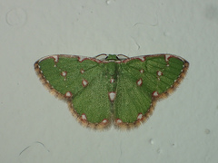 Argyrocosma inductaria