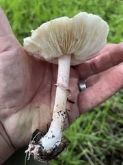 Lepiota decorata