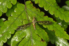 Leptotarsus lunatus