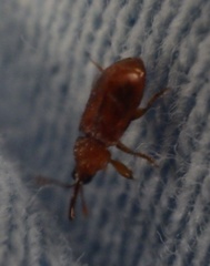 Oxycoryninae