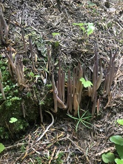 Alloclavaria