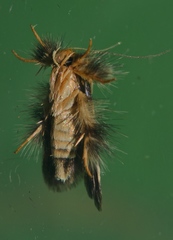 Zatrichodes horrifica