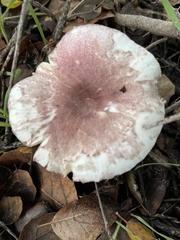 Lepiota decorata