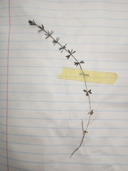 Pollichia campestris