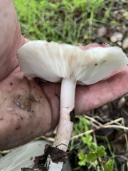 Lepiota decorata