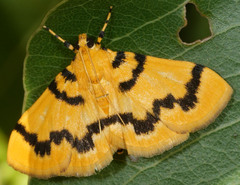 Dichocrocis clytusalis