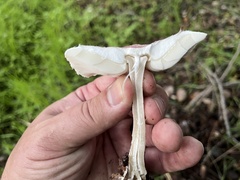 Lepiota decorata