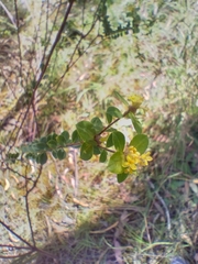 Pimelea flava