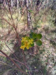 Pimelea flava