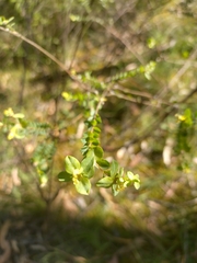 Pimelea flava