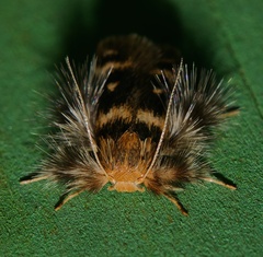 Zatrichodes horrifica