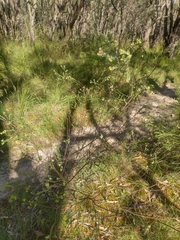 Pimelea flava