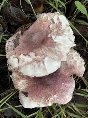 Lepiota decorata
