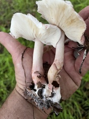 Lepiota decorata