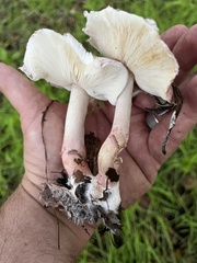 Lepiota decorata