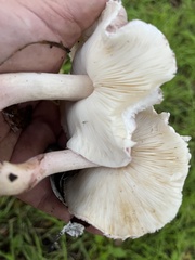 Lepiota decorata
