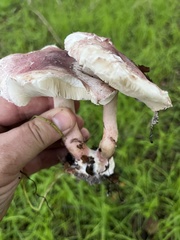 Lepiota decorata