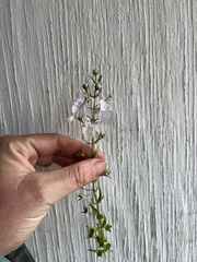 Teucrium glandulosum
